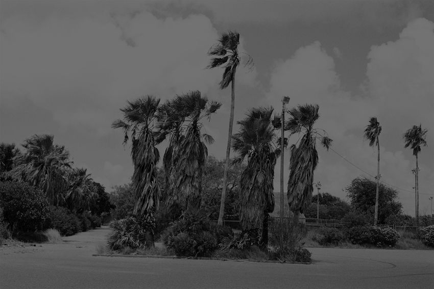 srie Palms - Palm Trees #1, 2012